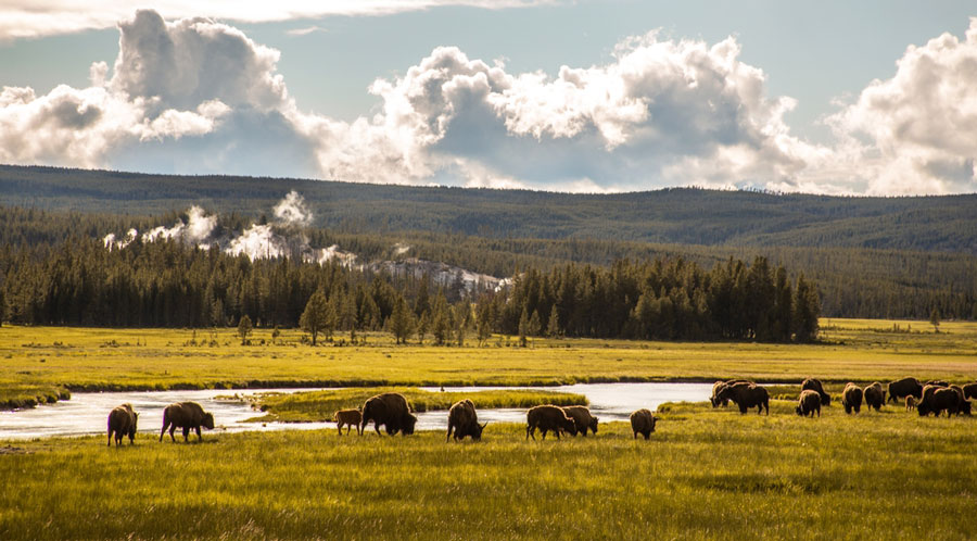 View of animals in the Lamar Valley