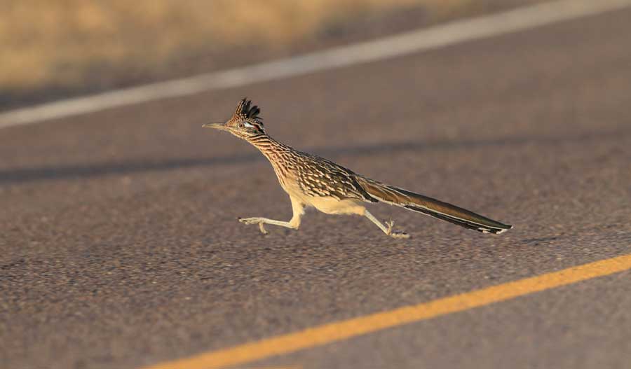 View of a roadrunner walking on a road in New Mexico