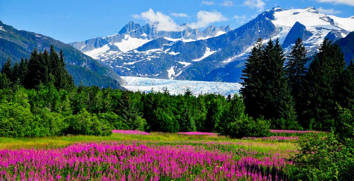 View of the Mendenhall Glacier from a flower field, one of the things Alaska is known for
